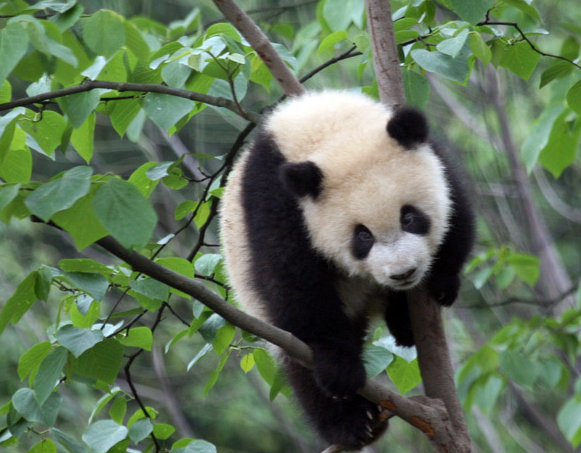 中国大熊猫数据_sjzy39.jpg